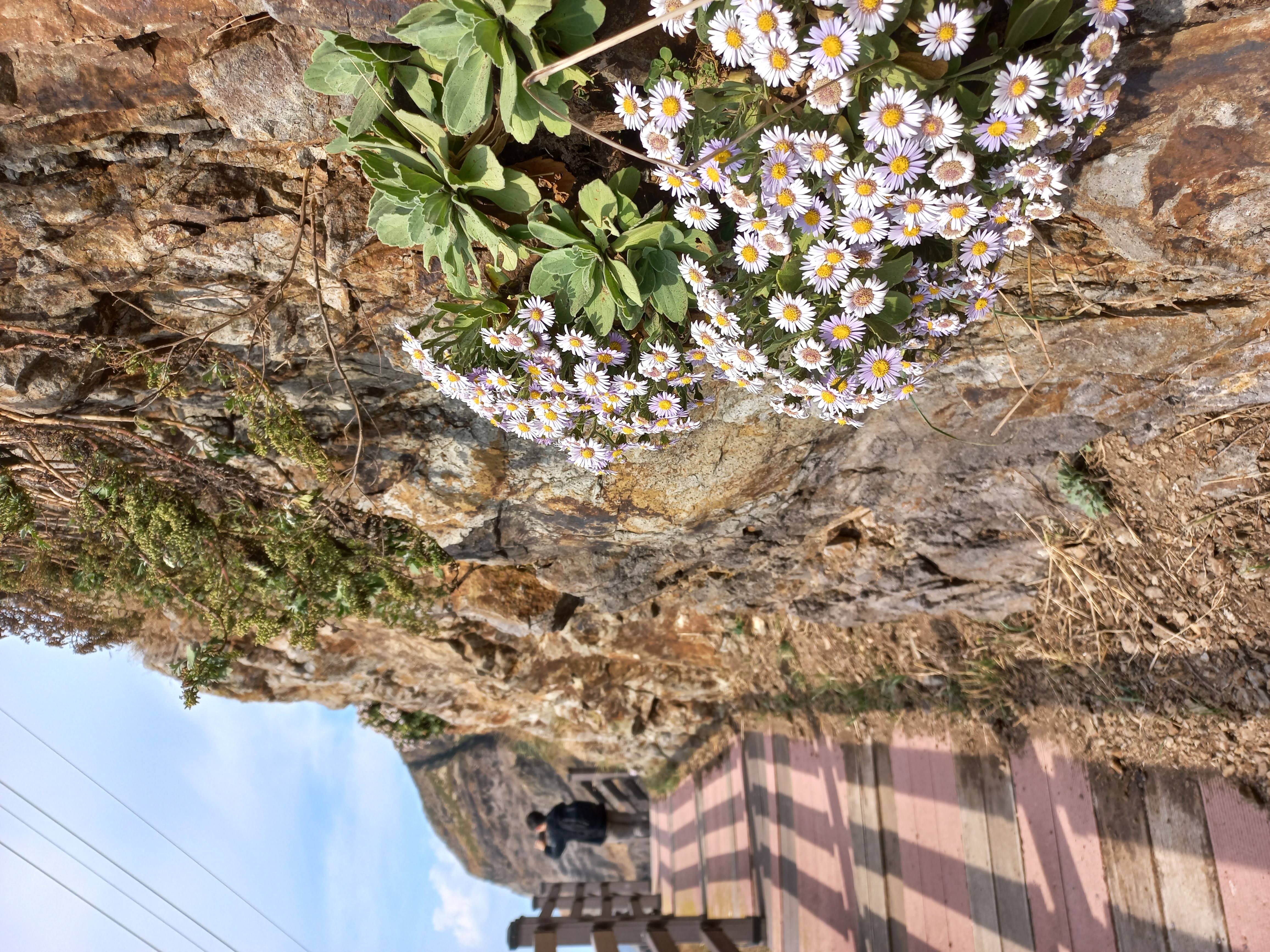 독도 해국
